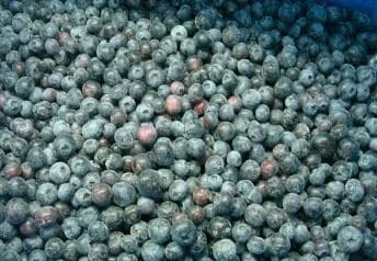 IQF Organic Frozen Blueberry