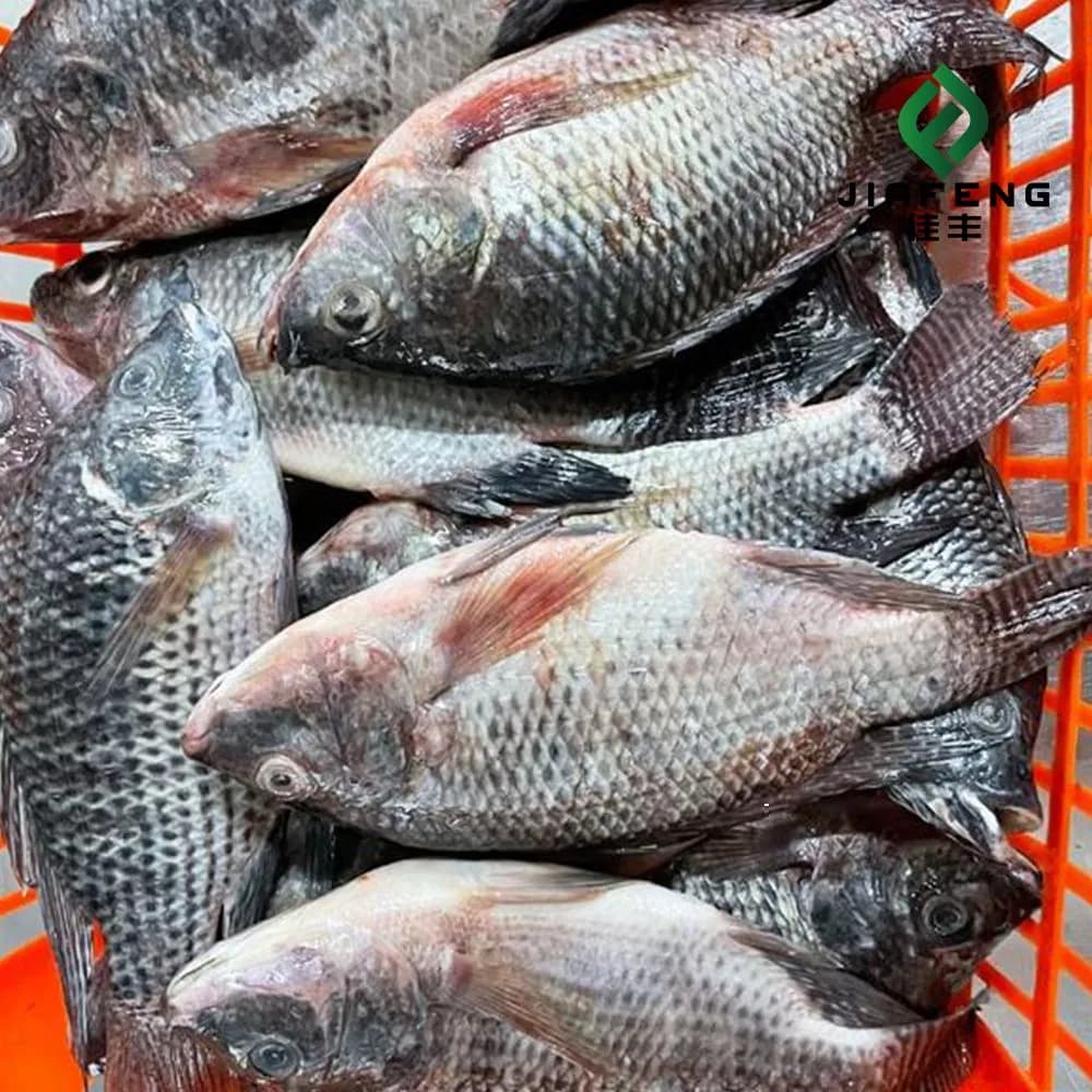 Tilapia Fish High Quality Export Best Sale