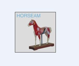 House Acupucture Model