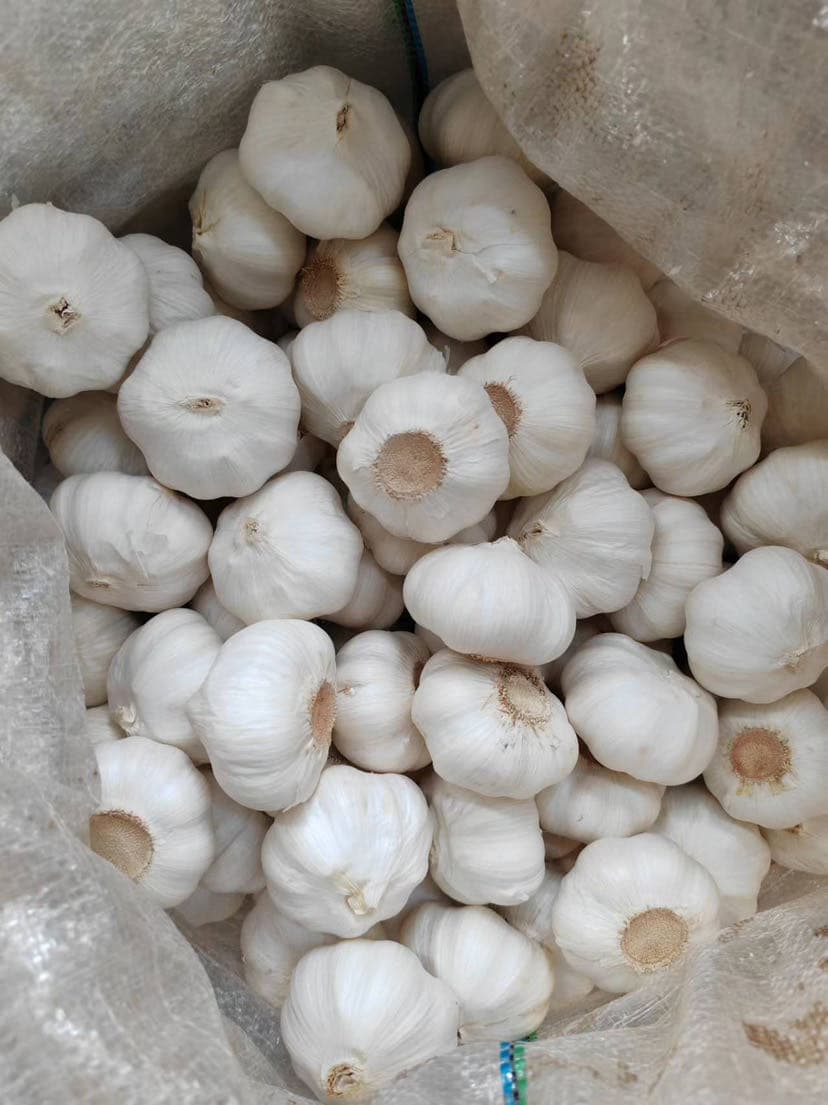 Fresh Pure White Garlic