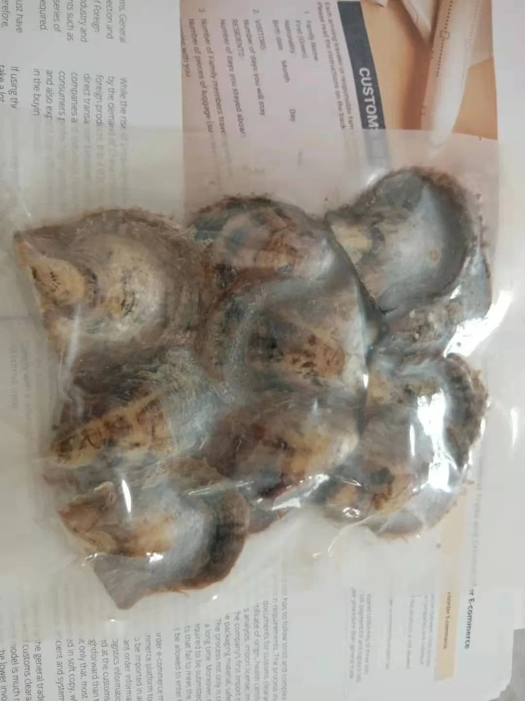 Akoya Pearl in Oyster for Love Gifts