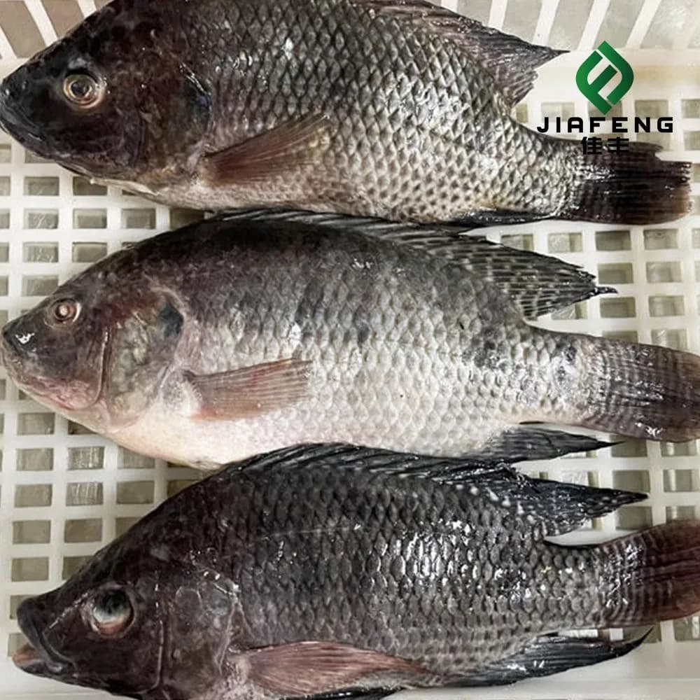 Frozen Whole Round Black Tilapia Fish