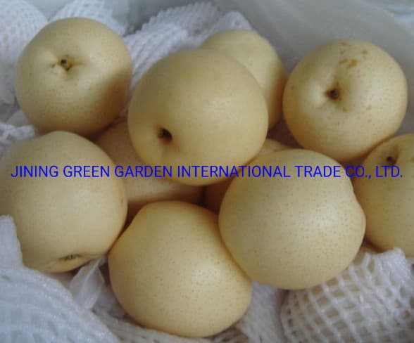 2021 New Season Sweet and Juicy Ya Pear