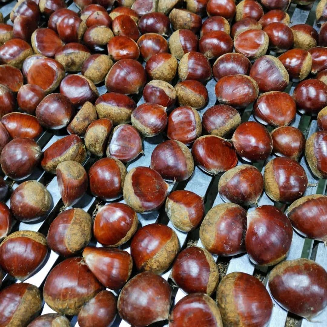 Laiwu Manhing Chinese Fresh Chestnust