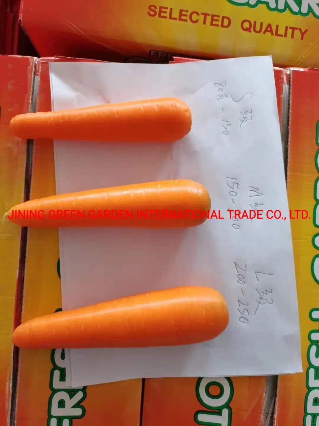 Hot Sale New Crop Fresh Chinese Carrot Supplying Malaysia UAE Oman Thailand Korea Japan Canada Singapore