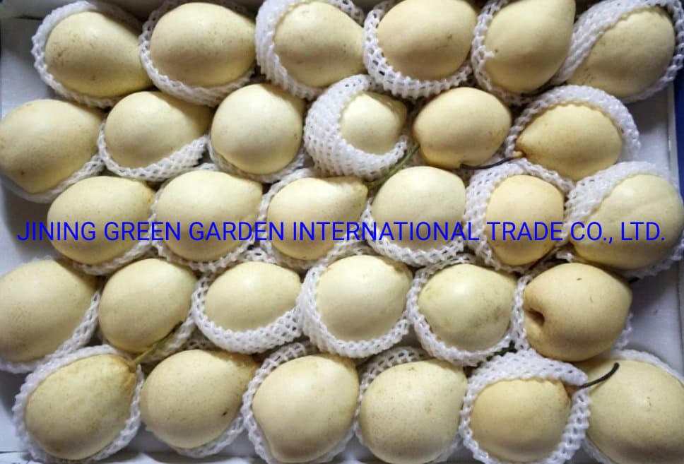 Fresh Ya Pear, High Quality Chinese 2021 New Season Star Sweet and Juicy Ya
