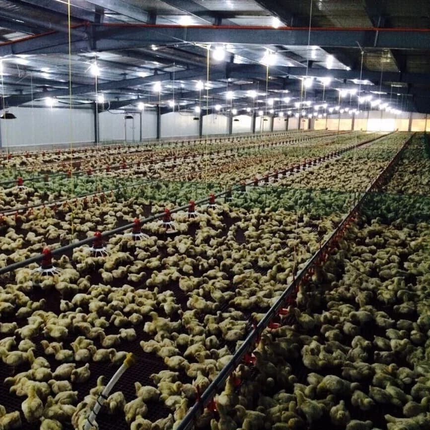 Chicken Broiler Poultry Farm Steel Structure Shed House for 15000 Chickens