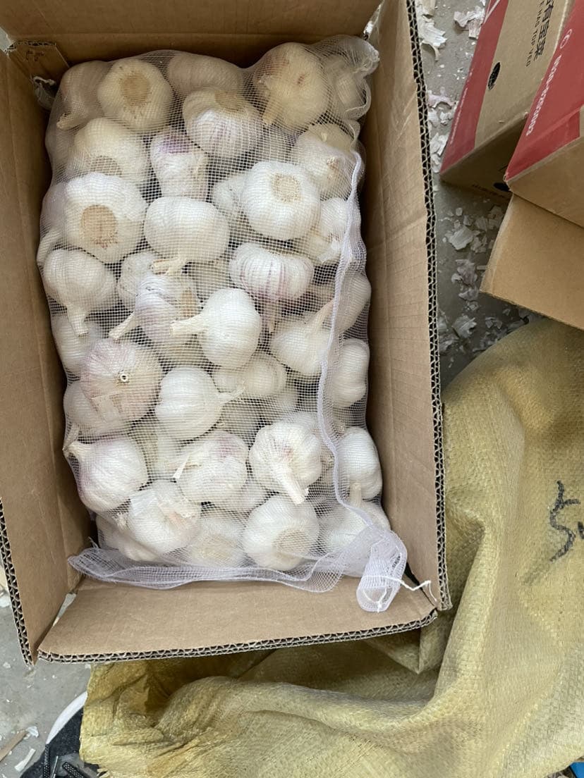 Big Size Good Quality Nice Price China Fresh Normal White and Pure White Garlic