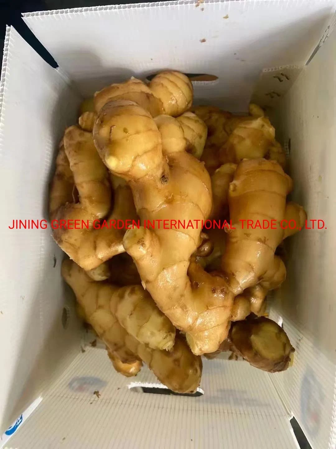 New Wholesale Chinese Fresh Frozen Vegetable Food Air Dry Dried Pickled Slice Dehydrated Sushi Organic Crop Fat Yellow Ginger Price From Factory Supplier with