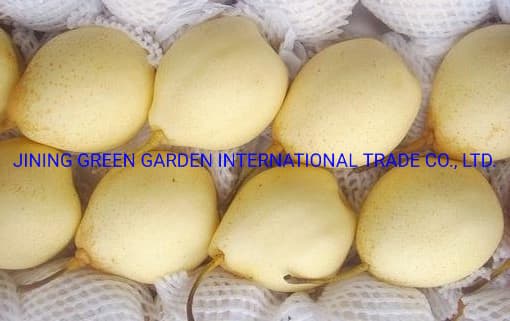 Hot Sale Hight Quality Sweet Fresh Chinese Light Yellow Ya Pear, Chinese Fresh Ya Pear