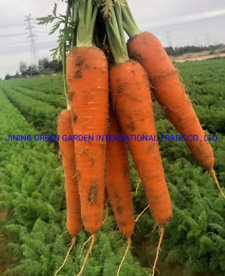 Hot Selling Top Quality Chinese Washing Fresh Carrot for Export, Manufacturer Directly Supply High Quality Organic Fresh Carrot