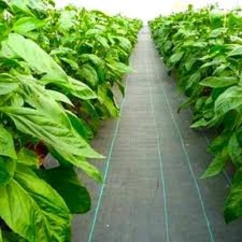 UV Stabilized Anti Permeable Weed Mat for Kiwi Shoot Row