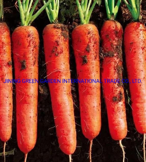 2021hot Selling New Crop Water Washed Fresh Carrot, Top Quality Fresh Carrot