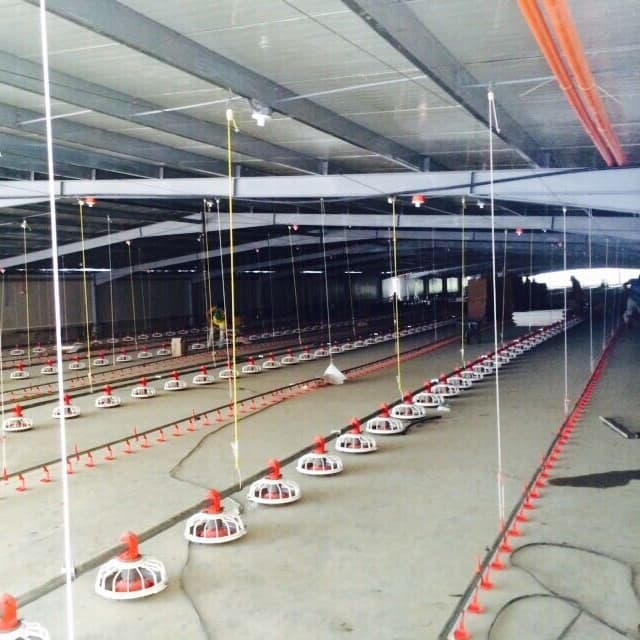 Poultry Shed Chicken Farm Steel Building House for 10000 Chickens