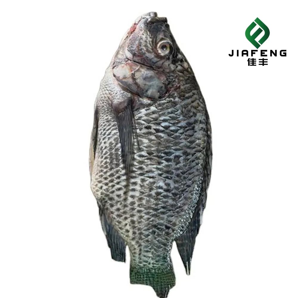 Black Whole Frozen Price Per Kg Fresh Fish Tilapia