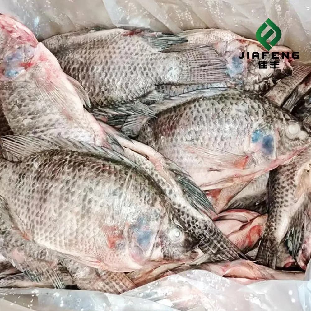 Tilapia Fish with Protein and Healthy Nutrients Suitable for Wholesale Export