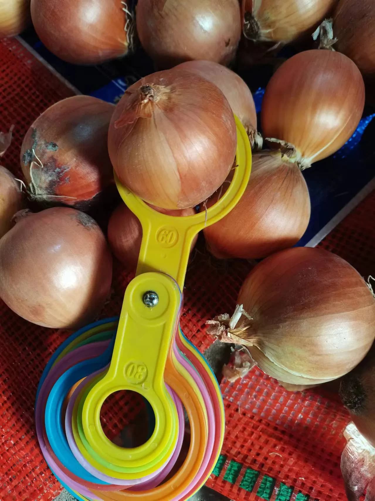 Hot Shandong/Gansu/Jiangsu, China Sale 6-8cm Onion Export 2024 Newest Crop Yellow/Red Onion Share Fresh Gold Onions Supplier for Wholesale Fresh Onion