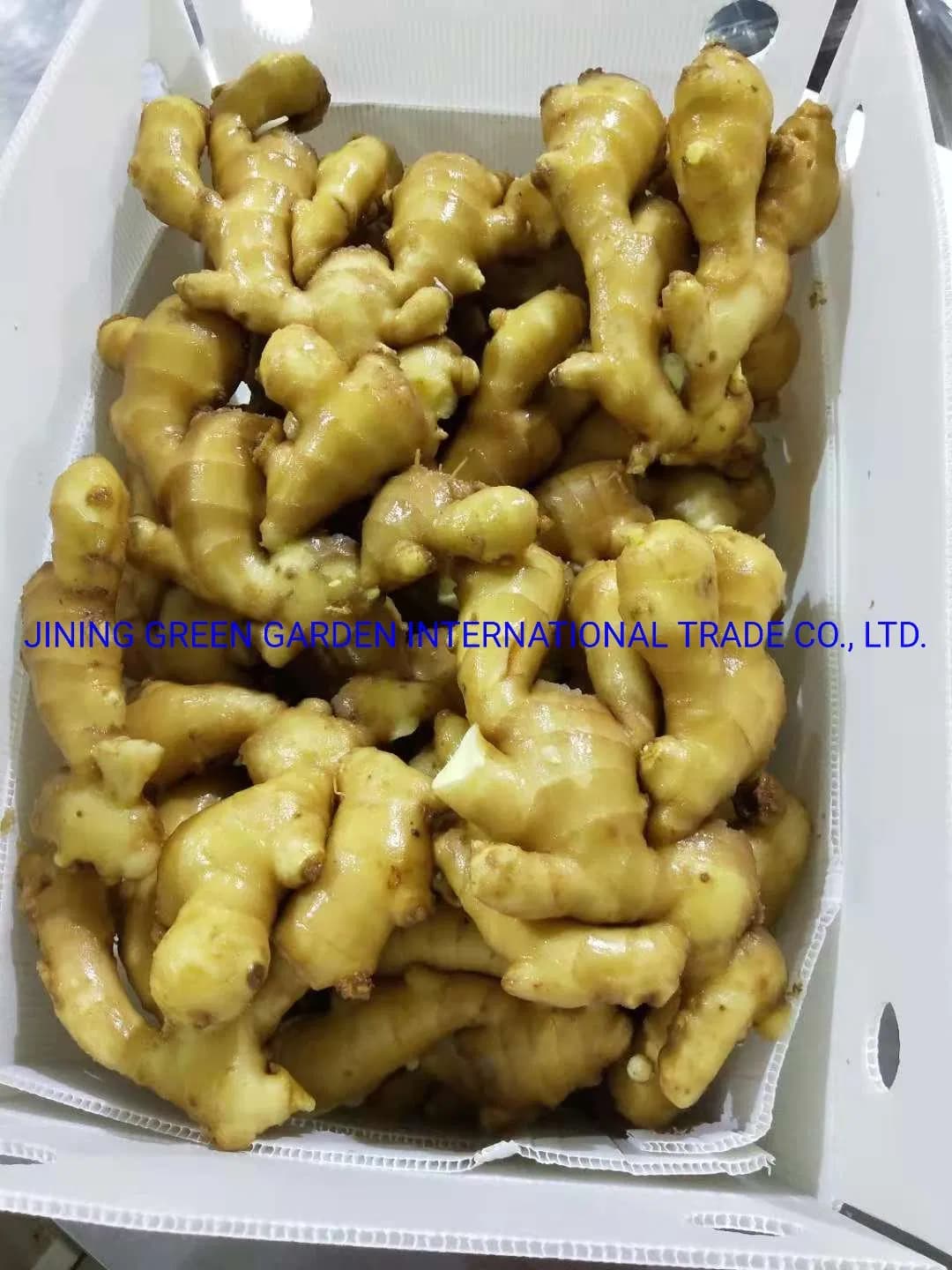 Wholesale Factory Price Dehydrated Fresh Ginger Top Quality Low Price, 2021new Crop 150g/200g/250g/300g and up Fresh Ginger