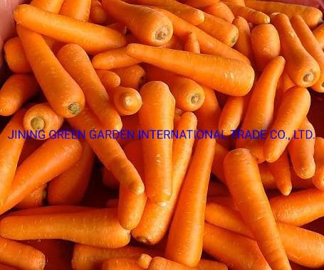 Healthy of Washed Fresh Carrot, Organic Carrots High Quality, The Lowest Price in Carton S/M/L Professional Export Fresh Carrot