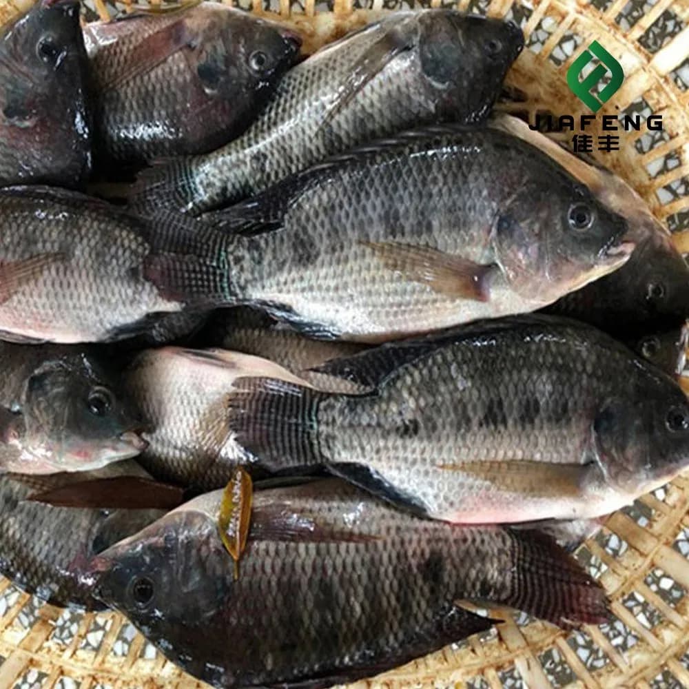 Frozen Whole Round Tilapia at Discounted Prices Perfect for Your Favorite