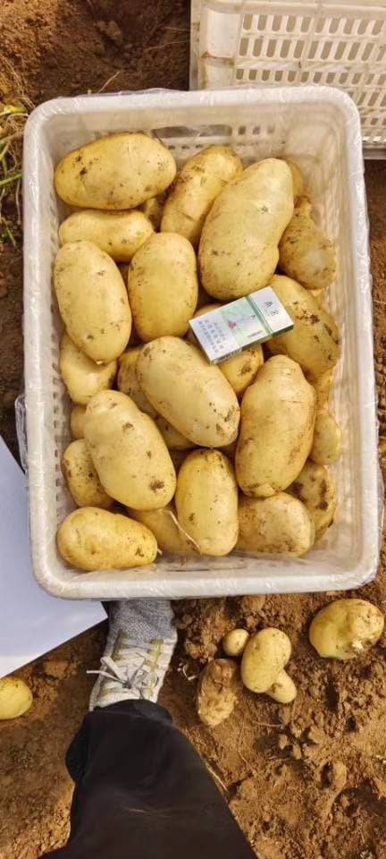 Chinese Supplier Fresh New Crop Vegetables Wholesale Potato Fresh Prices in China for Export Fresh Potatoes
