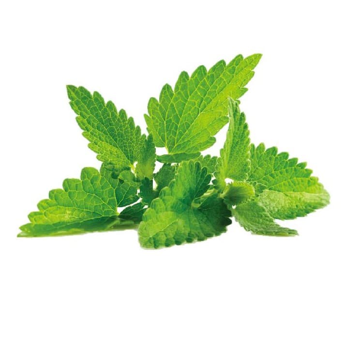 Organic Mint Green Tea Blend for Natural Energy and Invigoration