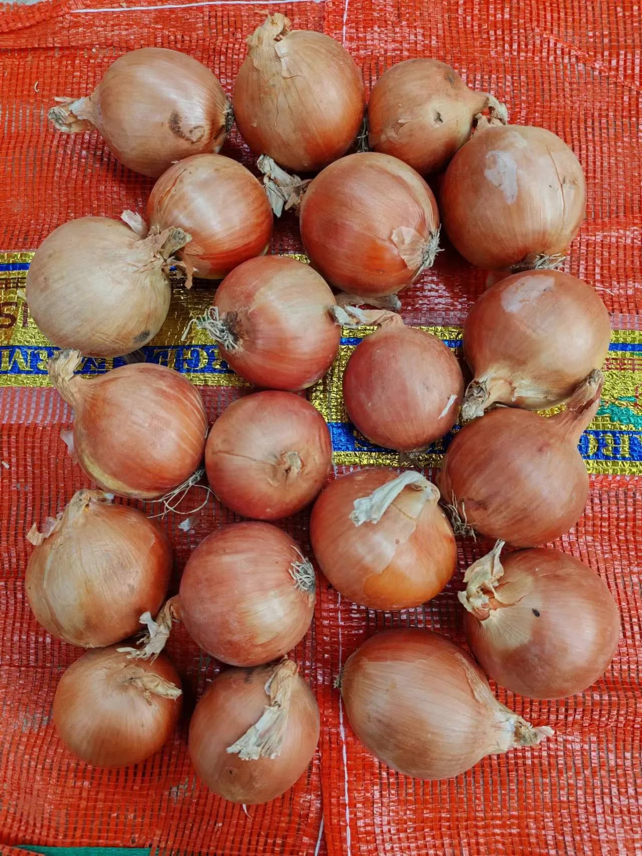 Lowest Price Fresh Yellow Onion Red Skin Onion Purple Onion with Export Standard