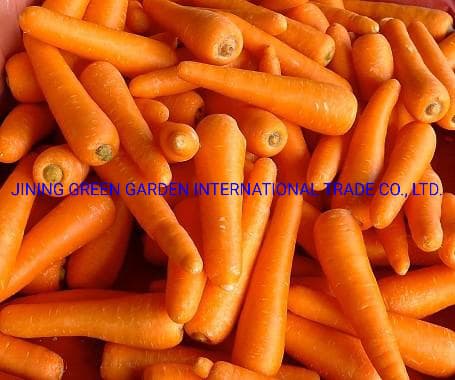 Hot Sale New Crop Chinese Fresh Carrot for Export, Healthy of Top Quality Washed Carrot