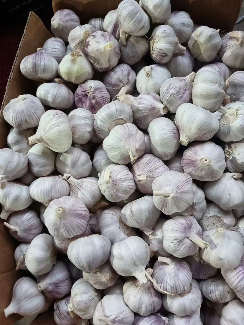 Vary Size and Vary Packing of China Fresh Pure White Garlic