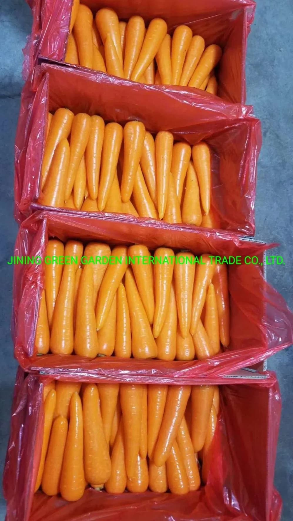 Fresh Carrot, 2021new Crop of 2021 Fresh Carrot Fresh Organic Carrots High Quality, The Lowest Price in Carton S/M/L Professional Export Fresh Carrot. '