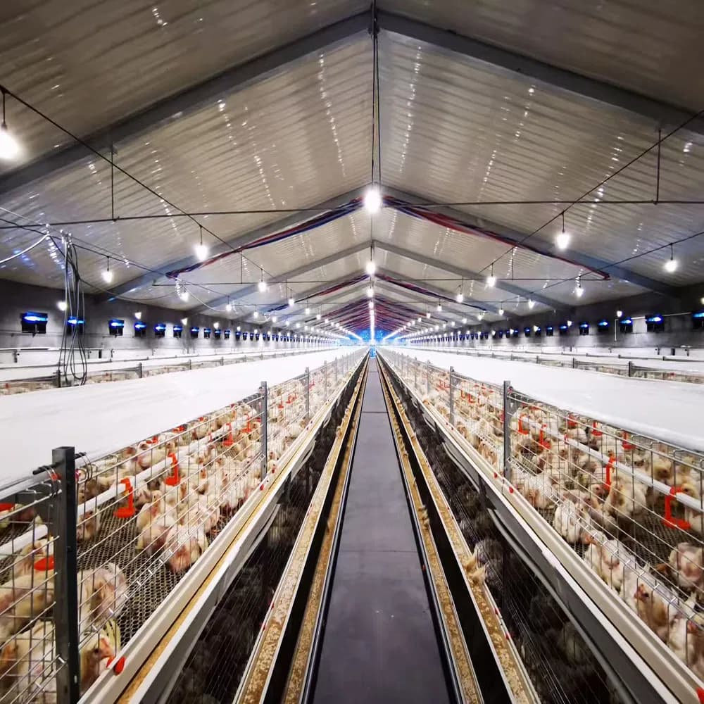 Custom Prefabricated Light Steel Chicken House for Broiler Poultry Farming
