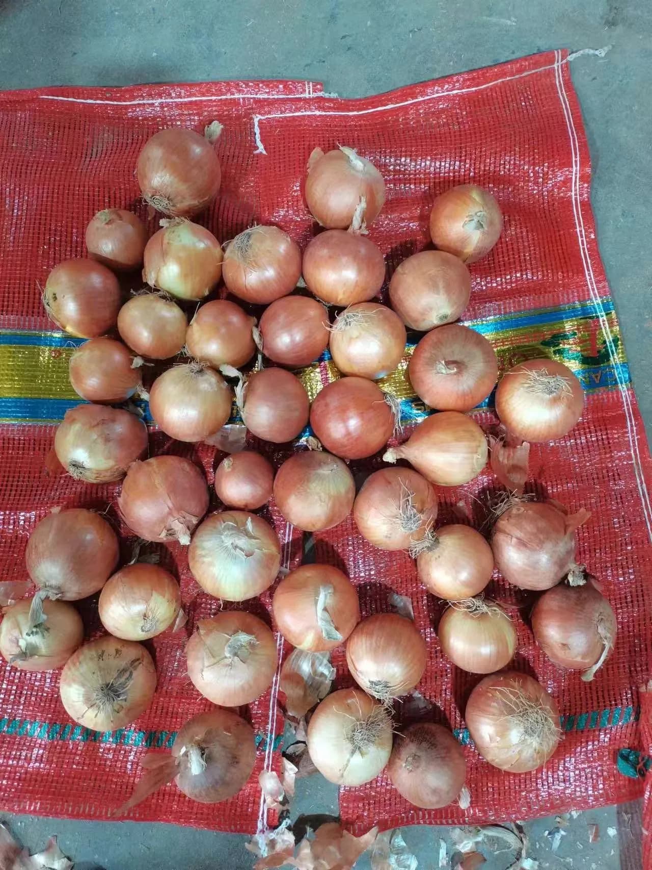 10kg Mesh Bag Fresh Yellow Onions Packing Onion China Origin Factory Price Fresh Onion in Bulk Exporters Wholesalers in China