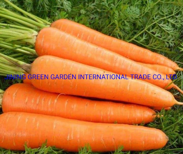 Wholesale Factory 2021 New Crop Fresh Carrot with Good Price, High Quality Fresh Carrot Exporter