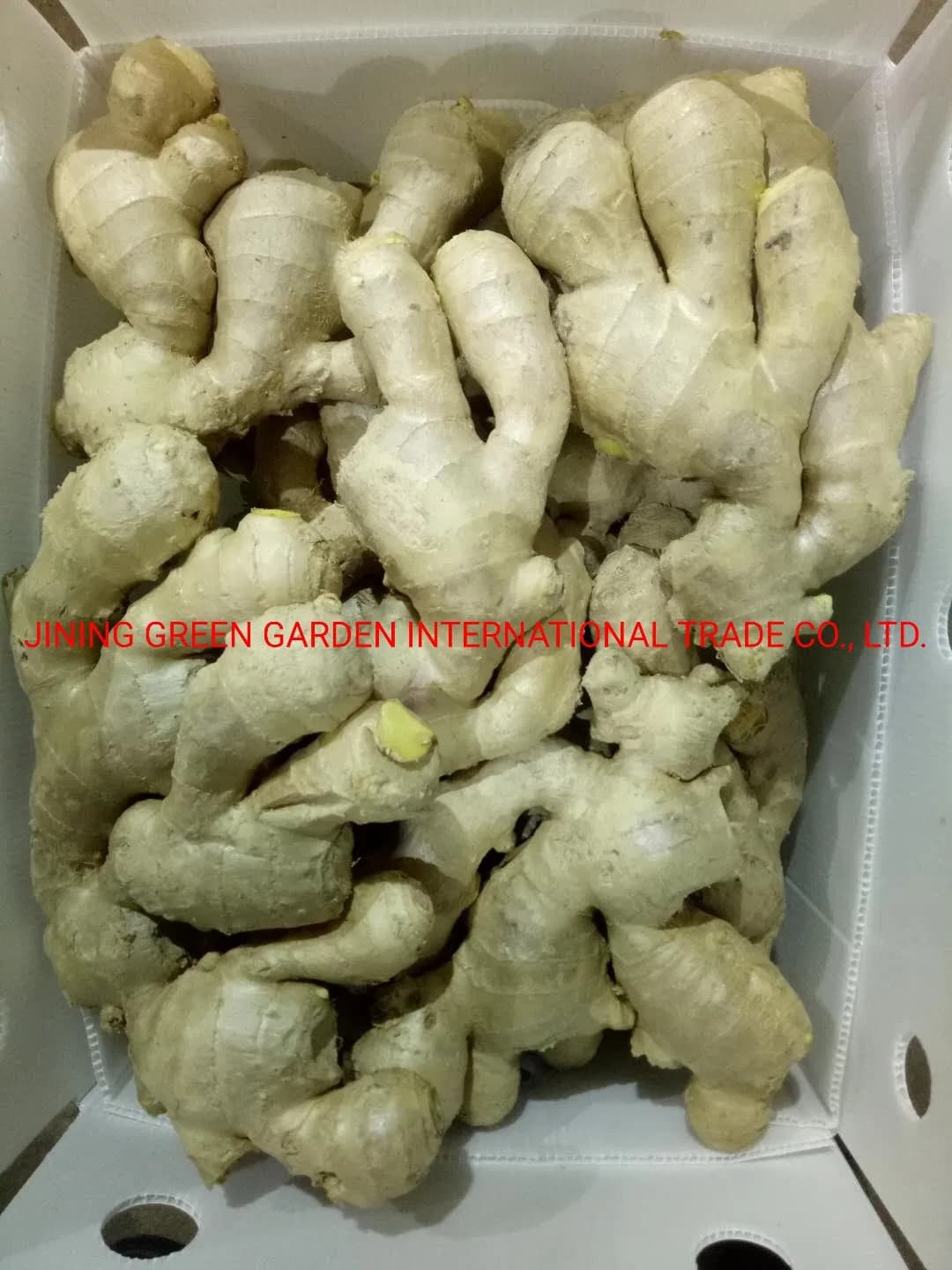 New Crop Fresh Wholesale Ginger, 100g/150g/200g/250g/300g, China/Chinese Mature Ginger Top Quality and Low Price