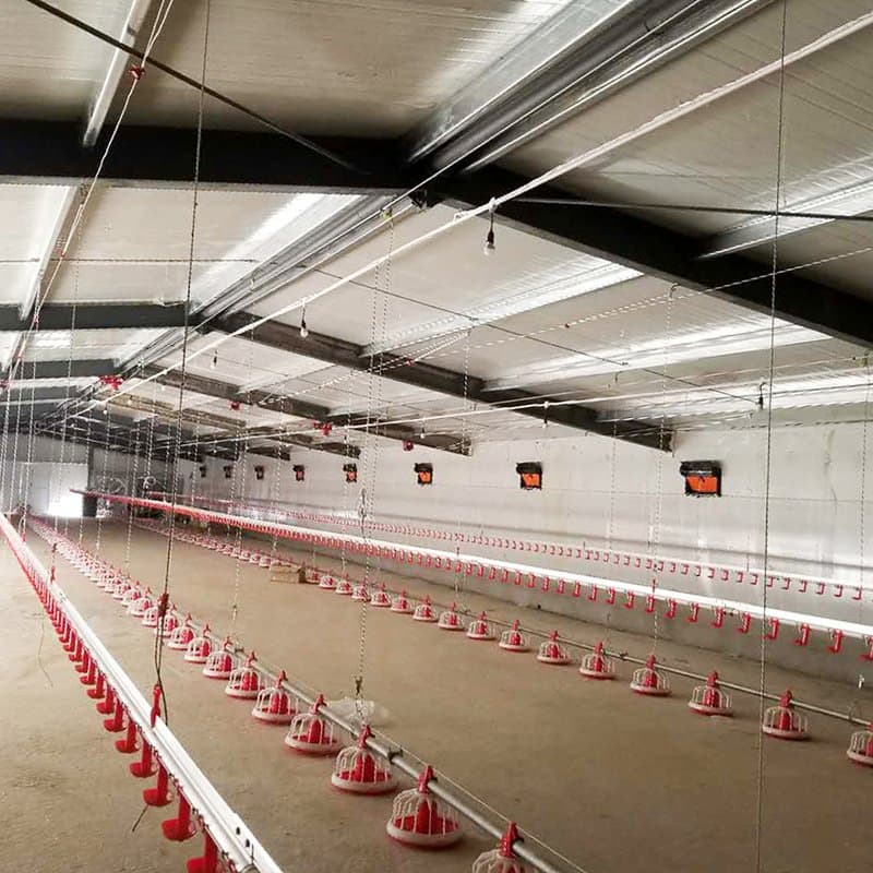 Poultry Farm Use Steel Frame Shed with Chicken Raising Equipment