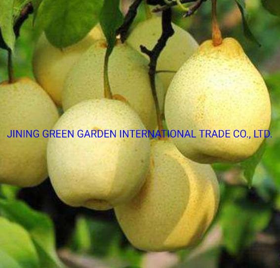Best Selling Fresh Pear Fruit Asian Pears Ya Pear for Exporting