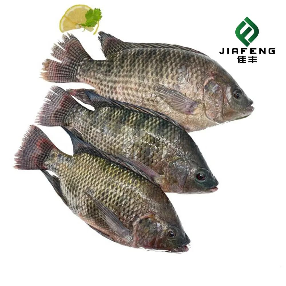 Fresh Frozen Tilapia Fish Packed with Protein and Healthy Nutrients
