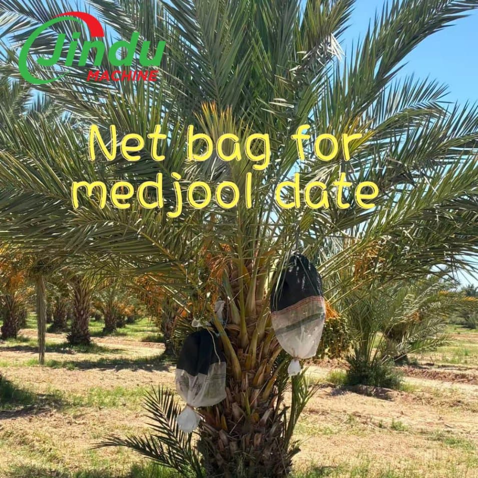Premium HDPE Mesh Bags for Medjool Date Palm Protection