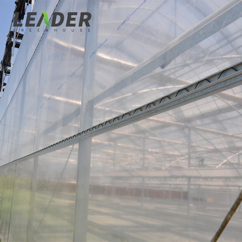 Low Cost Commerical PC Sheet Cover Material Multi-Span Greenhouses From China Factory
