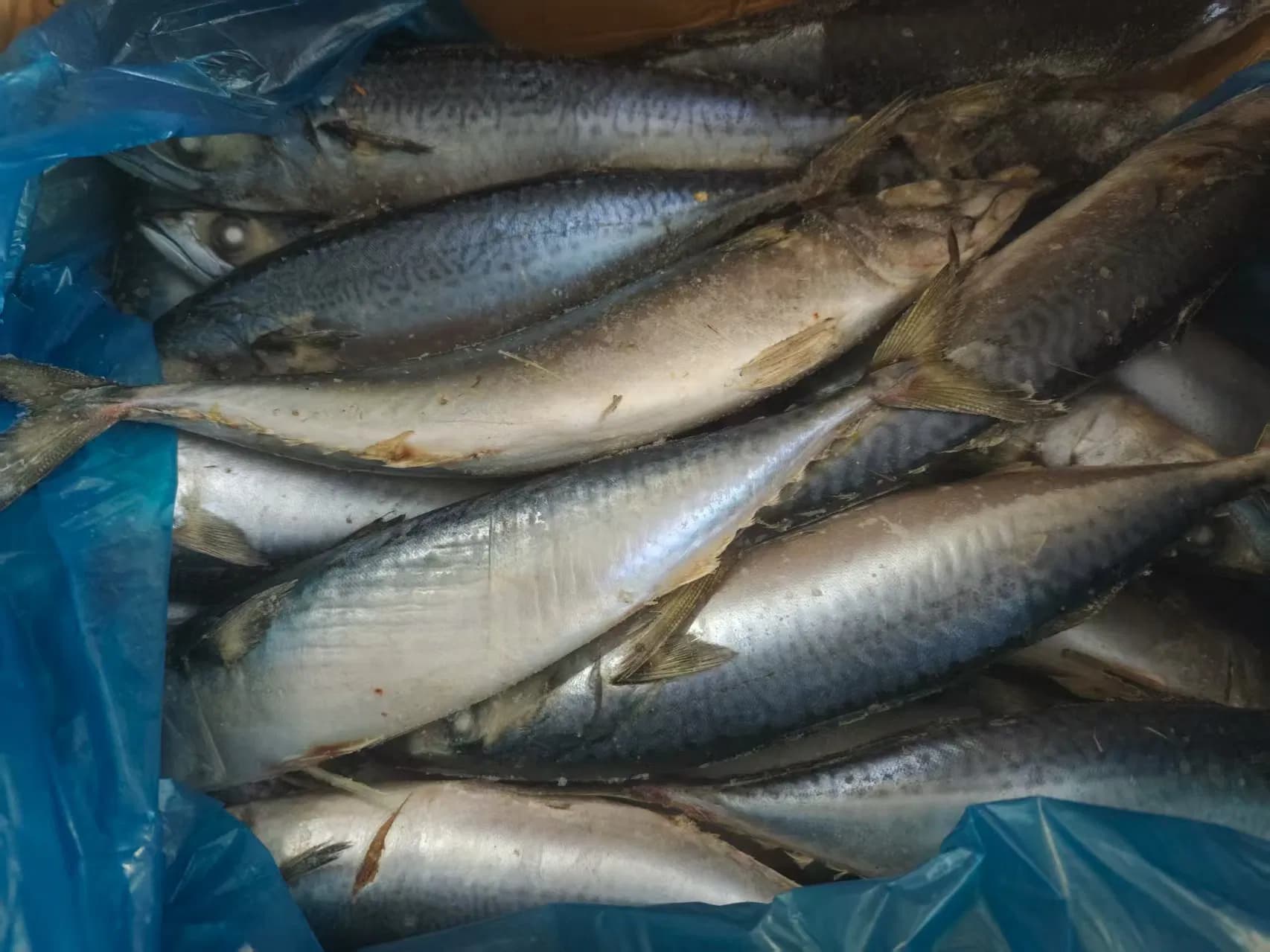 Frozen Mackerel for Seafood Enthusiasts, Wild-Caught, Easy to Cook, Great for Kebabs and Skewers