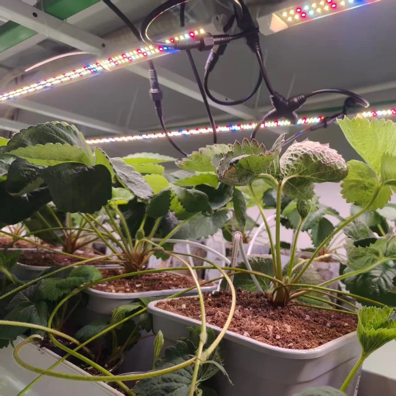 Reinfa 4L Breathable Pot for Commercial Strawberry Hydroponics