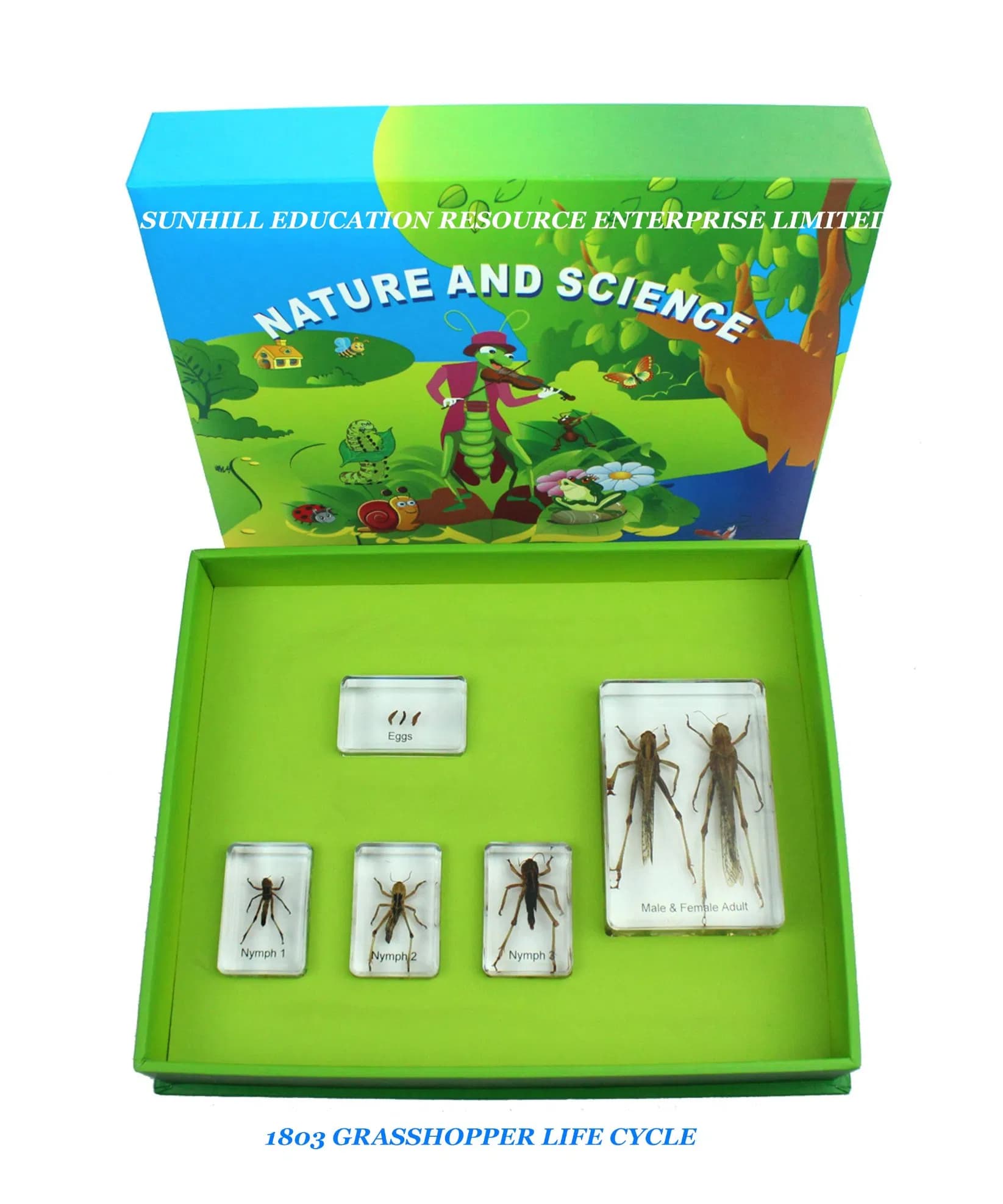 Kids Science Classroom and Educational Resin and Crystal Teaching Specimen for Kindergarten and Preschool, Nursery School, Educationa Science Learning Toy