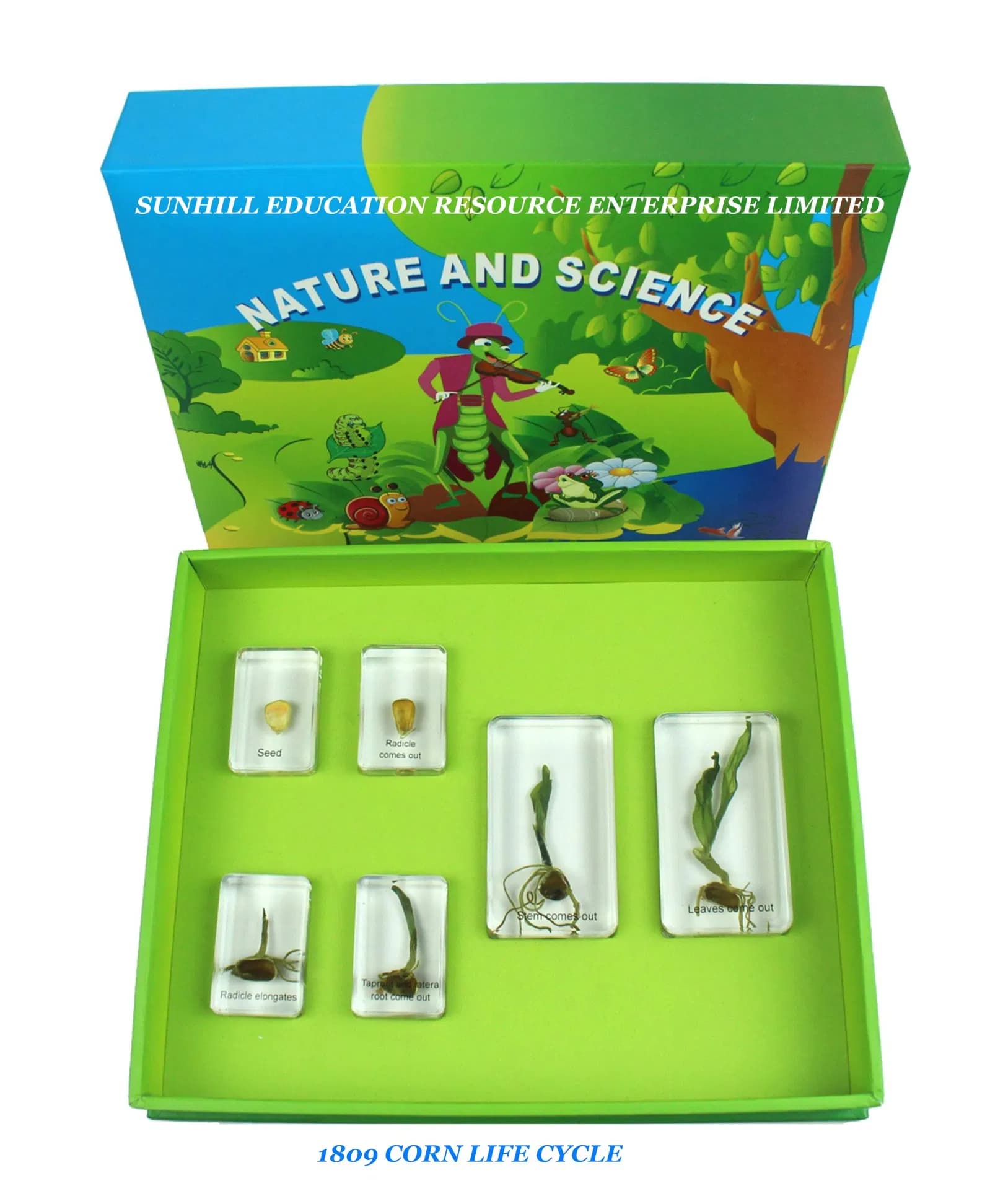 Children Toy, Educationa Science Learning Toy, Kids Classroom Educationteaching Specimen for Kindergarten and Preschool