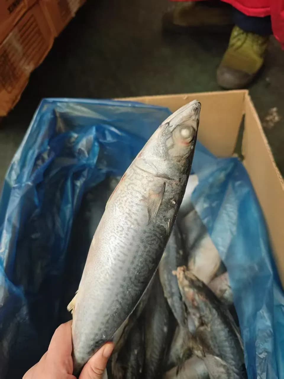 Frozen Whole Mackerel with Scales Removed, Sea-Caught, Flash-Frozen, Ideal for Soup and Stews