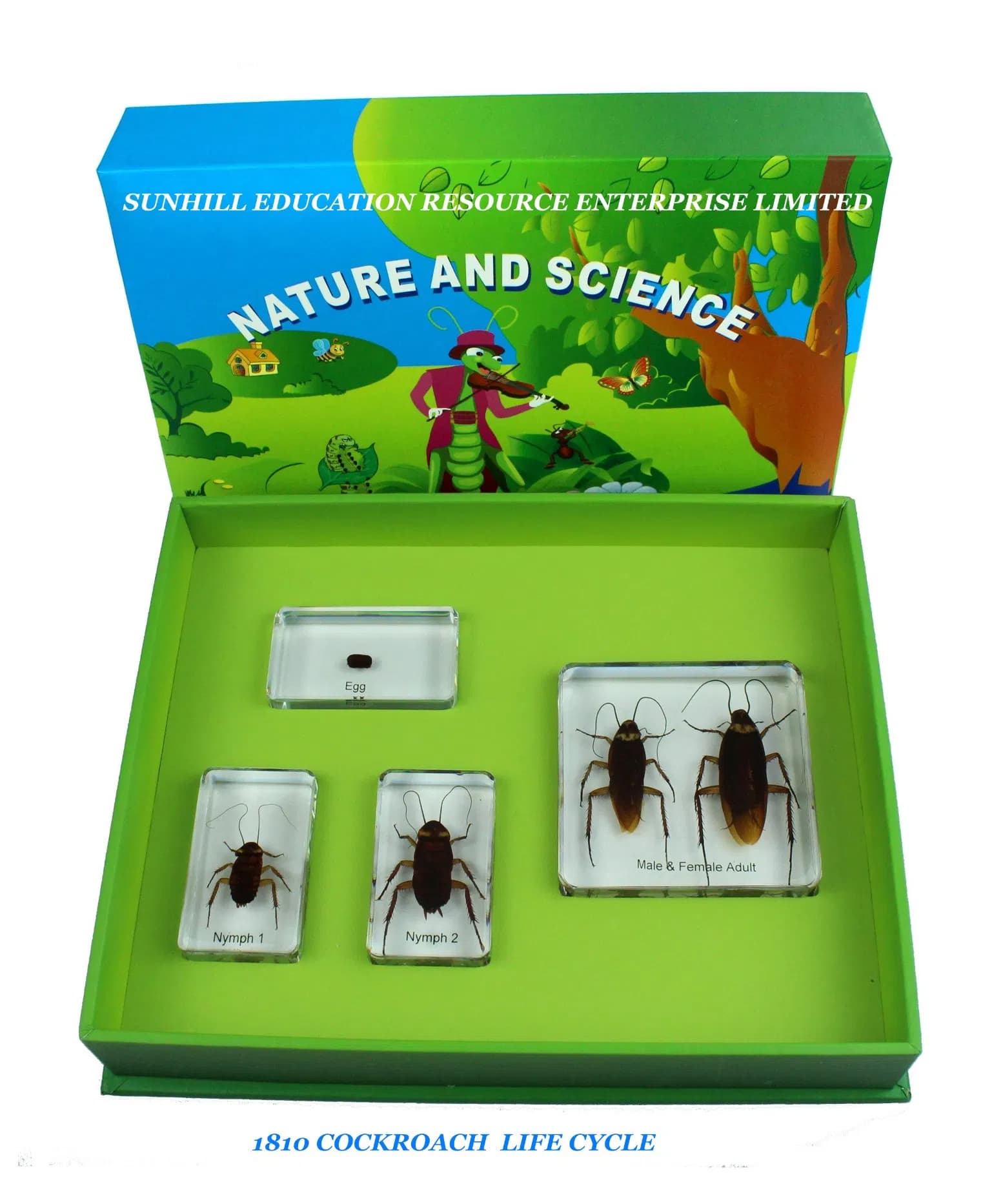 Education Teaching Specimen for Kindergarten and Preschool, Nursery School Educationa Science Learning Toy, Children Toy