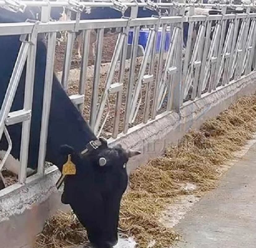 Cattle Farm Use Single Double Free Stall Cattle Rest Bed Cow Stall