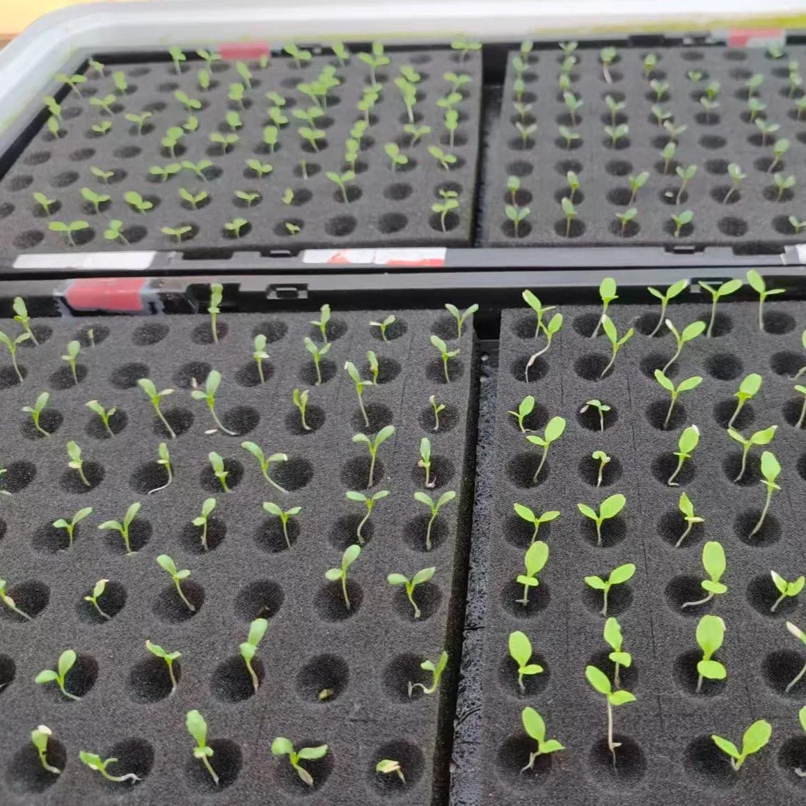 Reinfa Efficient Seeder for Mass Hydroponic Vegetable Seeding