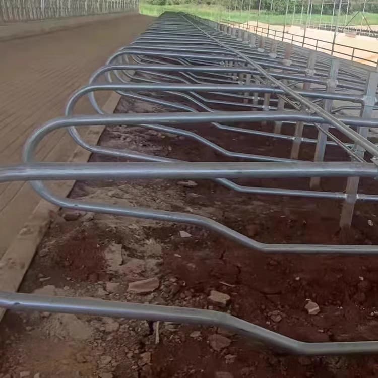 High Quality Dairy Cow Cattle Lying Beds Barns with Free Stall