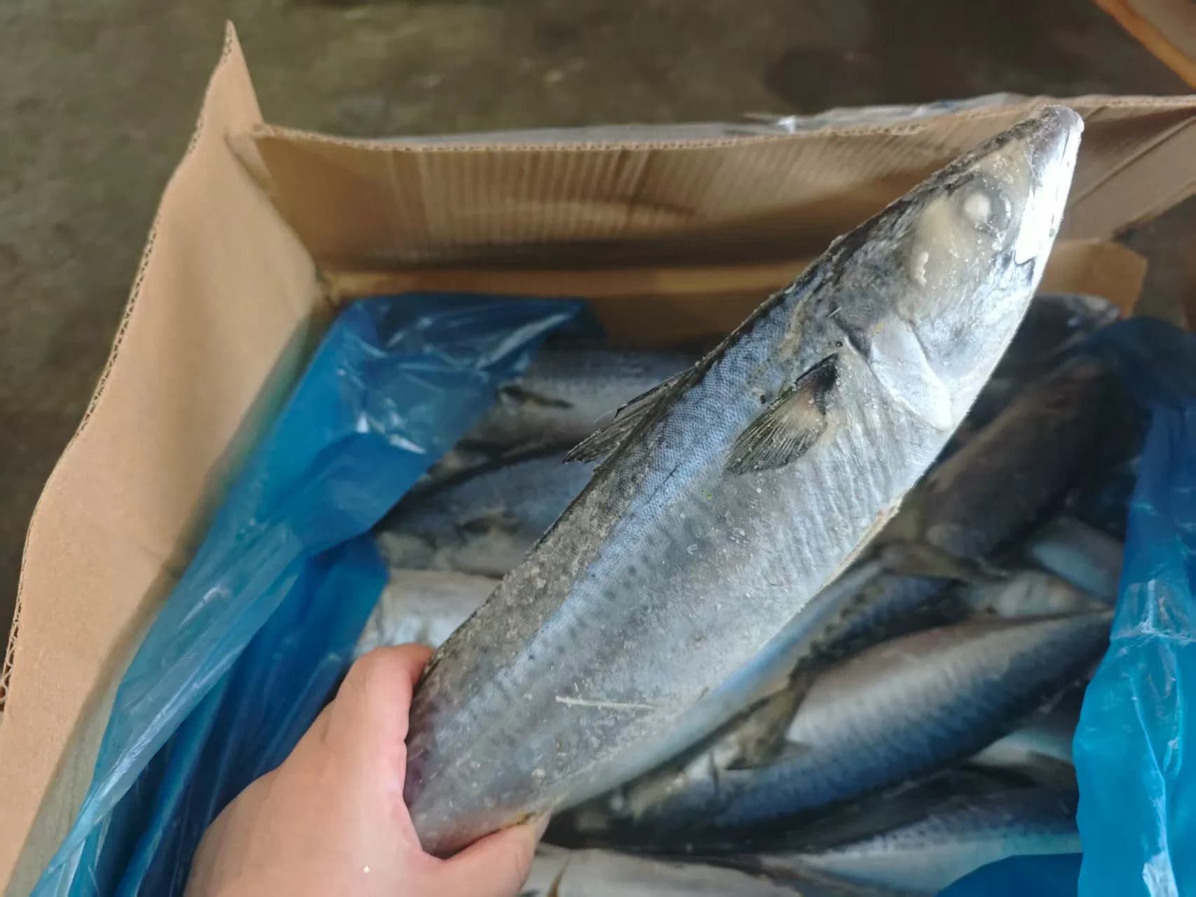 Sustainable Frozen Whole Mackerel, Sea-Caught, Flash-Frozen to Retain Freshness, Great for Boiling