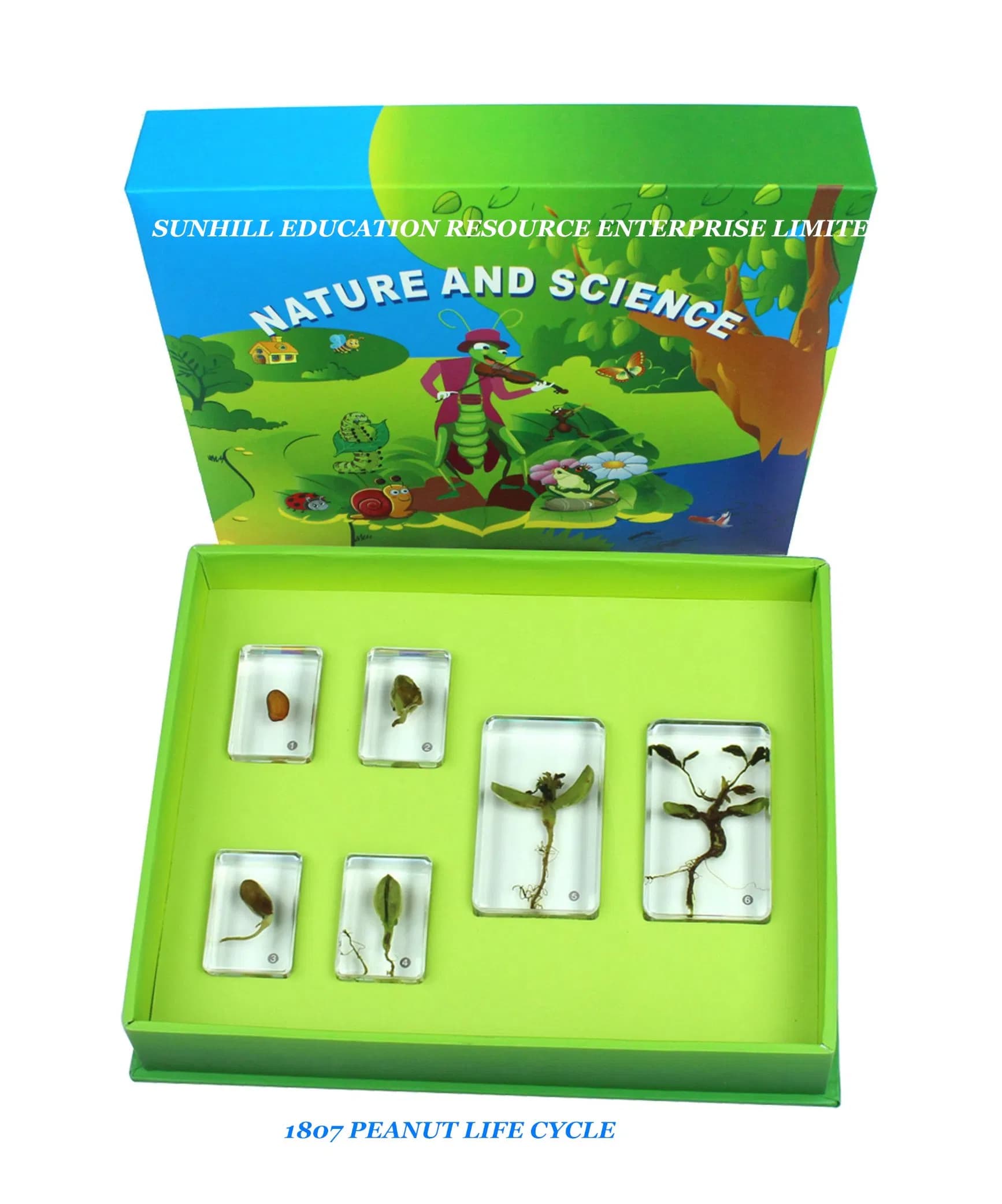 Children Education Toynursery School Educationa Science Learning Toy, Kids Science Classroom Teaching Specimen for Kindergarten and Preschool